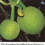 Breadfruit