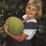 Jackfruit
